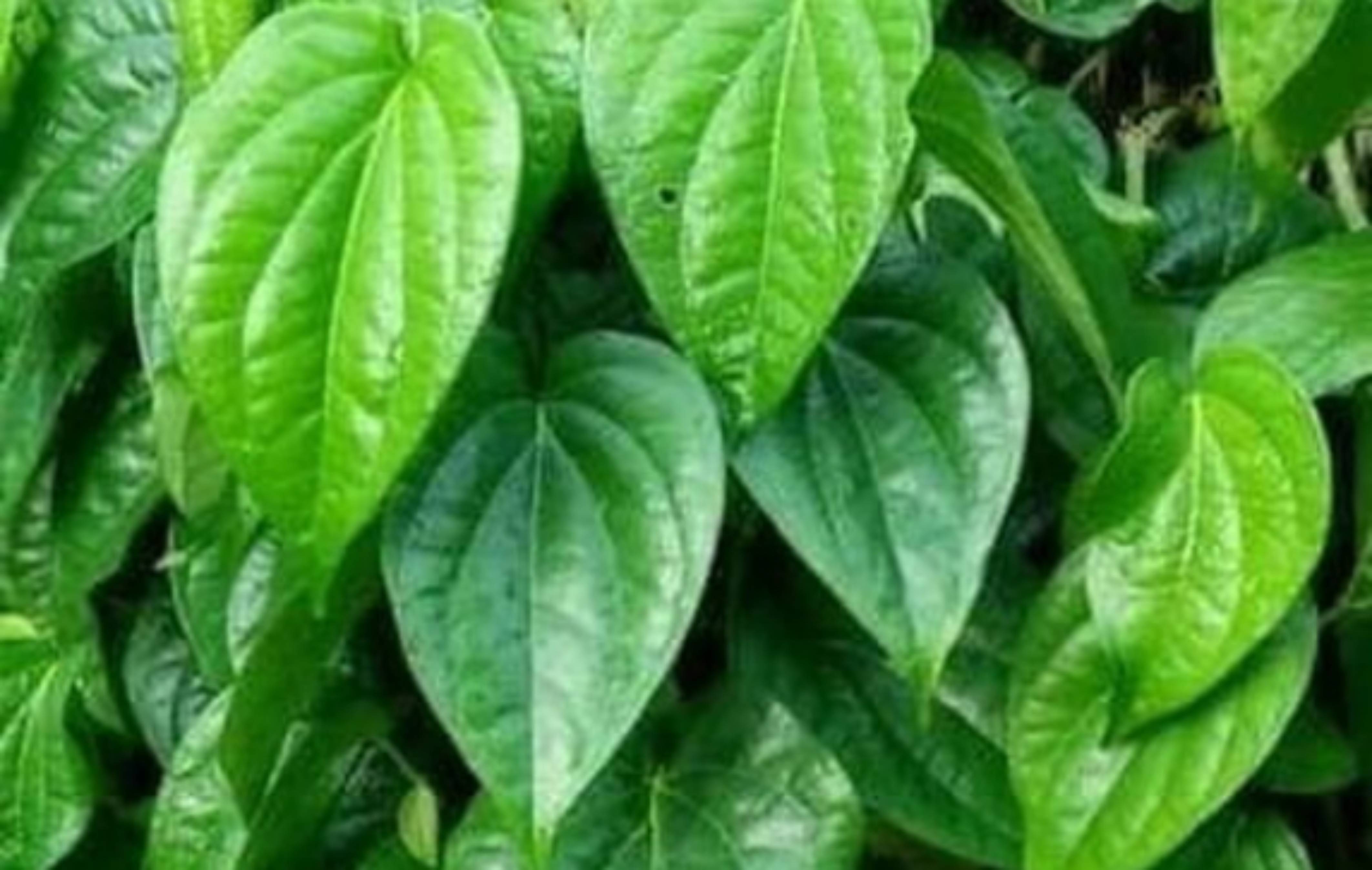 Ilustrasi daun sirih. (putatgede.kendalkab.go.id)