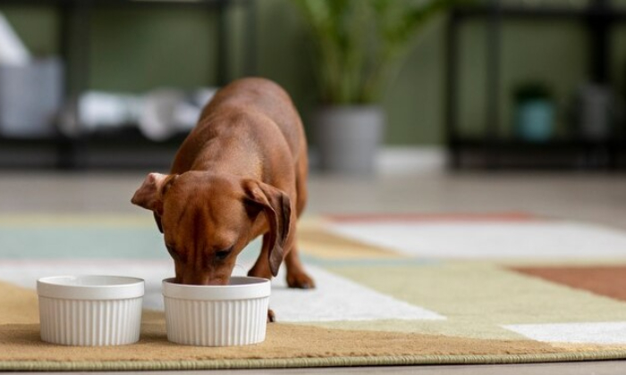 Ilustrasi anjing sedang makan