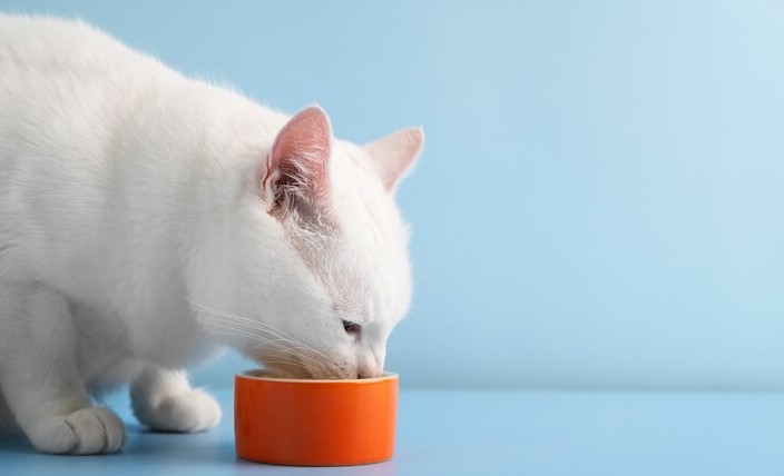 Ilustrasi kucing sedang makan