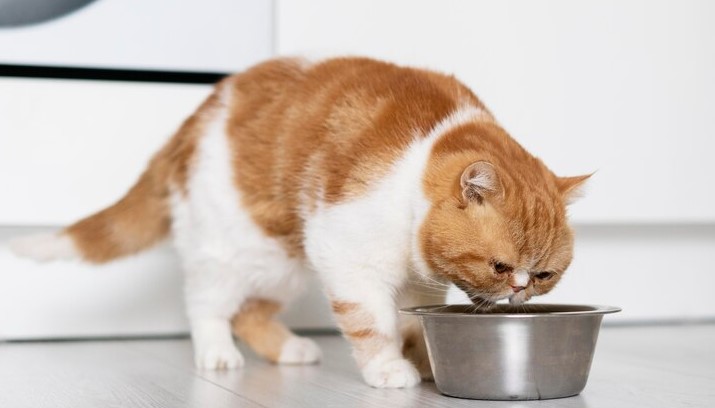 Ilustrasi kucing sedang makan