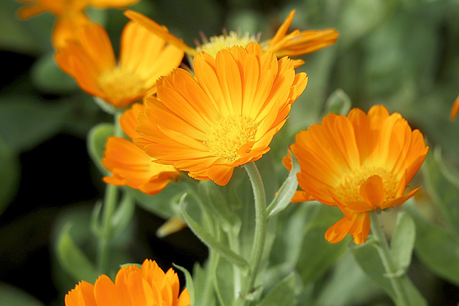 Calendula, bunga yang dapat dimanfaatkan sebagai obat kulit