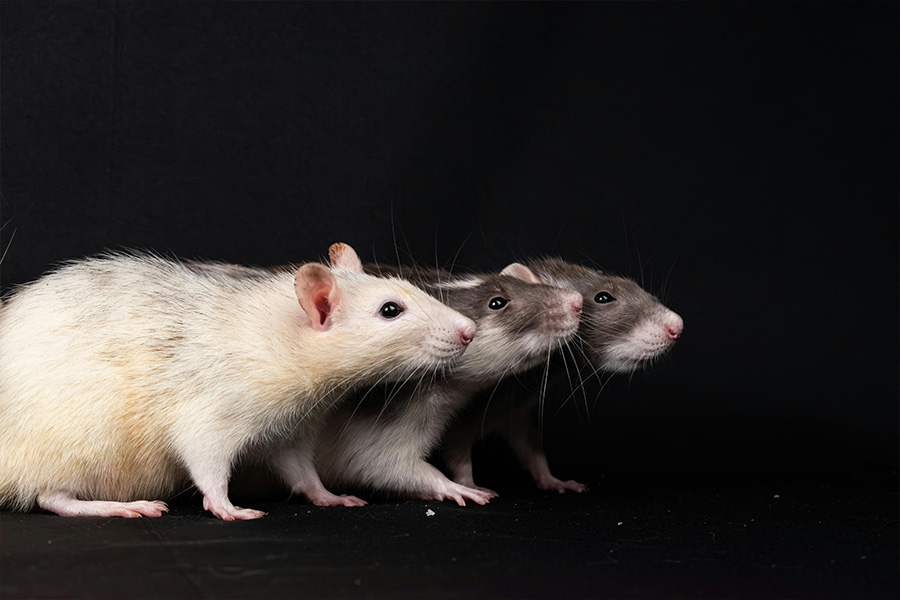 Ilustrasi fancy rat, hewan tikus yang sudah didomestikasi agar tidak begitu berbahaya terhadap manusia. (Dok. Pexels/Nikolett Emmert)