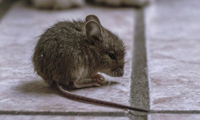Ilustrasi tikus. (Dok. pexels.com/Katherine Mihailova)