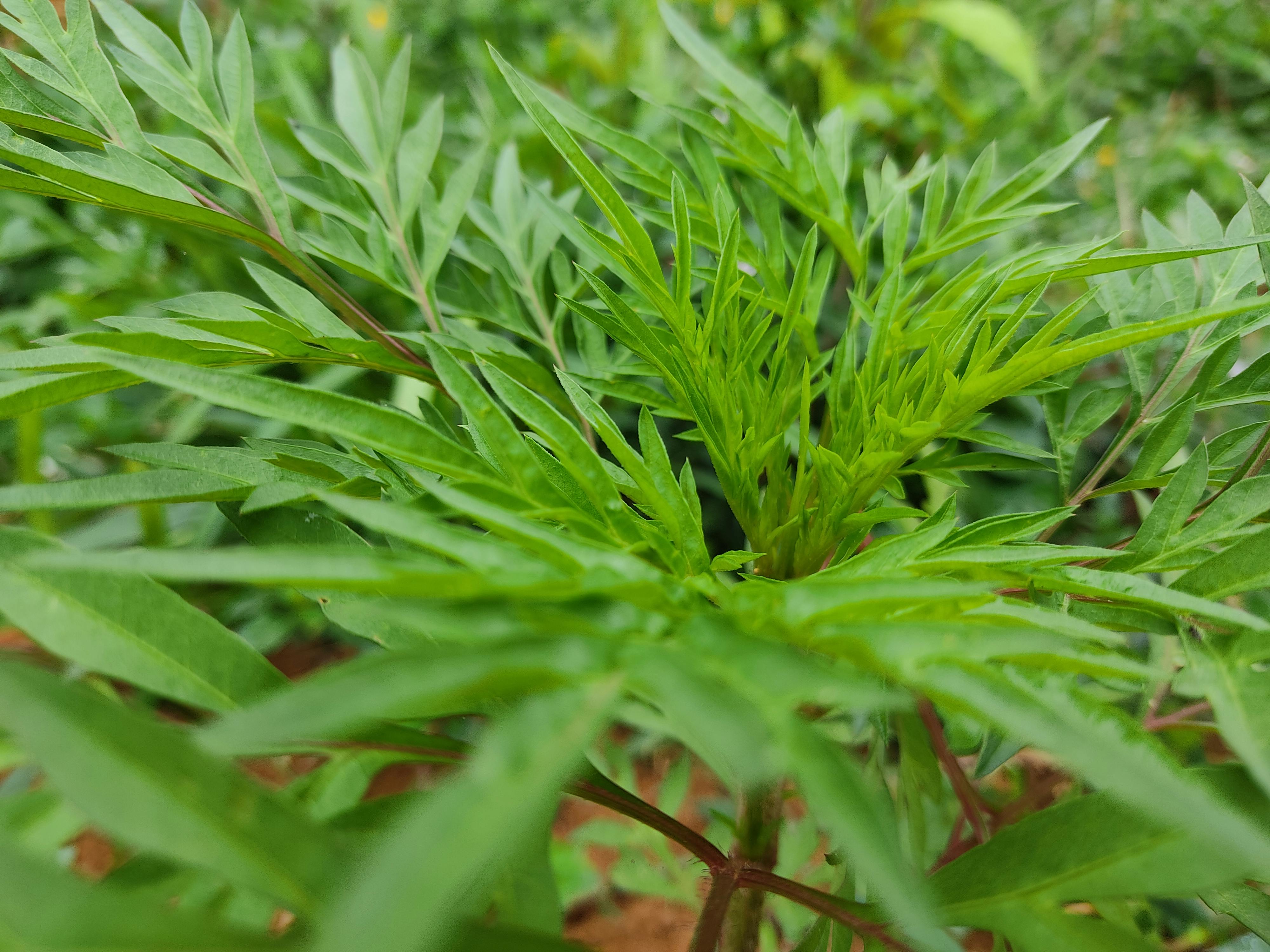 Daun Cosmos caudatus yang lebih dikenal sebagai kenikir. (Pexels/Isaac Caires)
