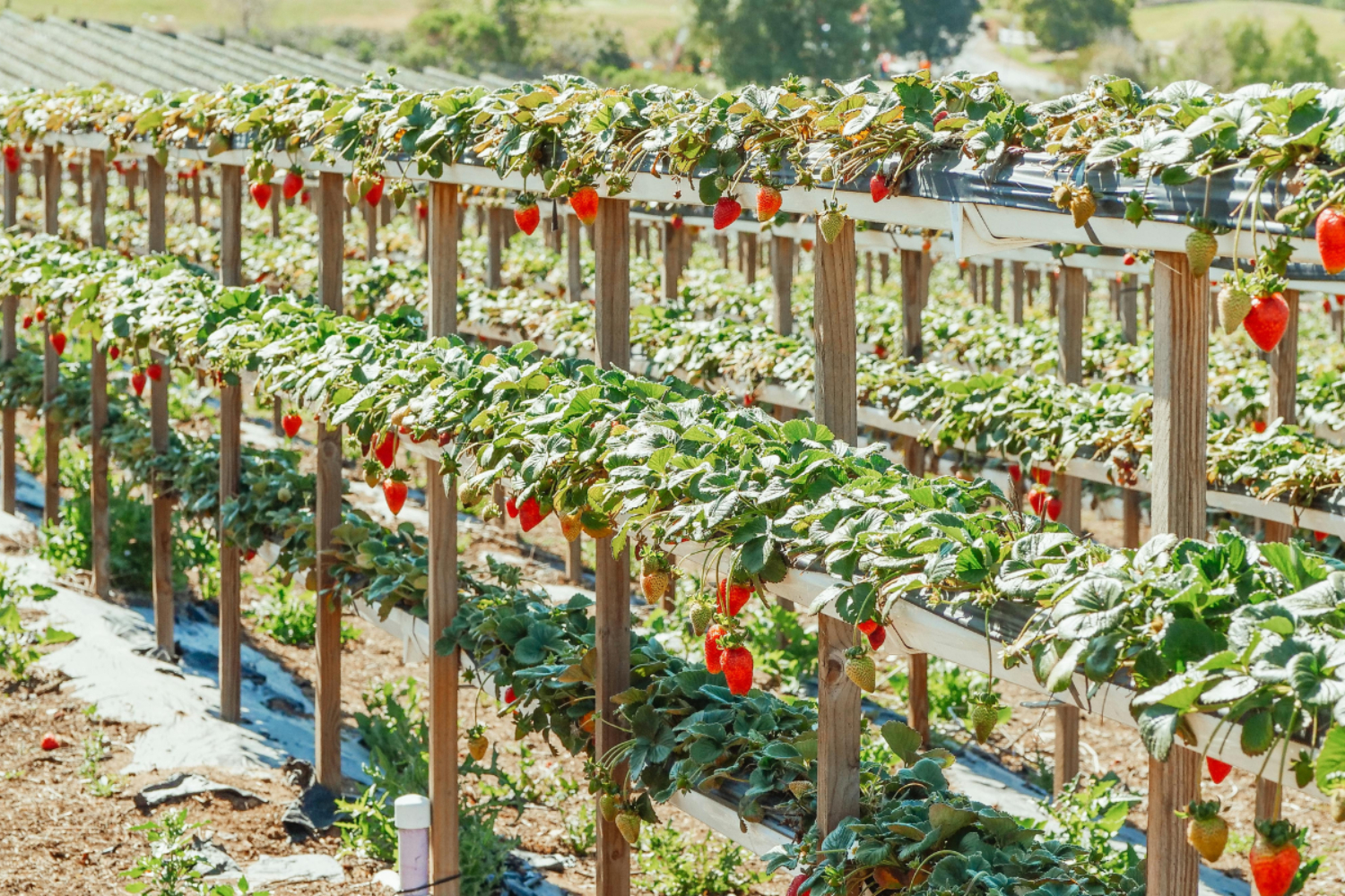 Ilustrasi kebun stroberi. (Pexels)