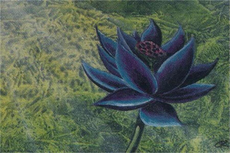 Black Lotus