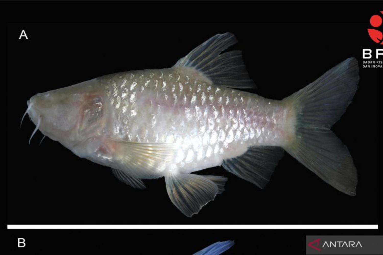 Barbodes klapanunggalensis, spesies ikan buta baru yang ditemukan BRIN dan Indonesian Speleological Society (ISS) dan Yayasan Species Obscura Indonesia di Klapanunggal, Kabupaten Bogor. (ANTARA/BRIN)
