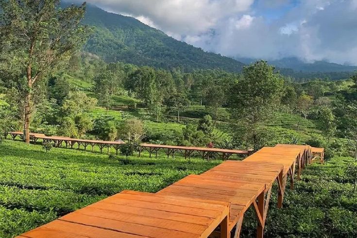 Suasana kebun teh di Puncak, Bogor. (pinterest.com)