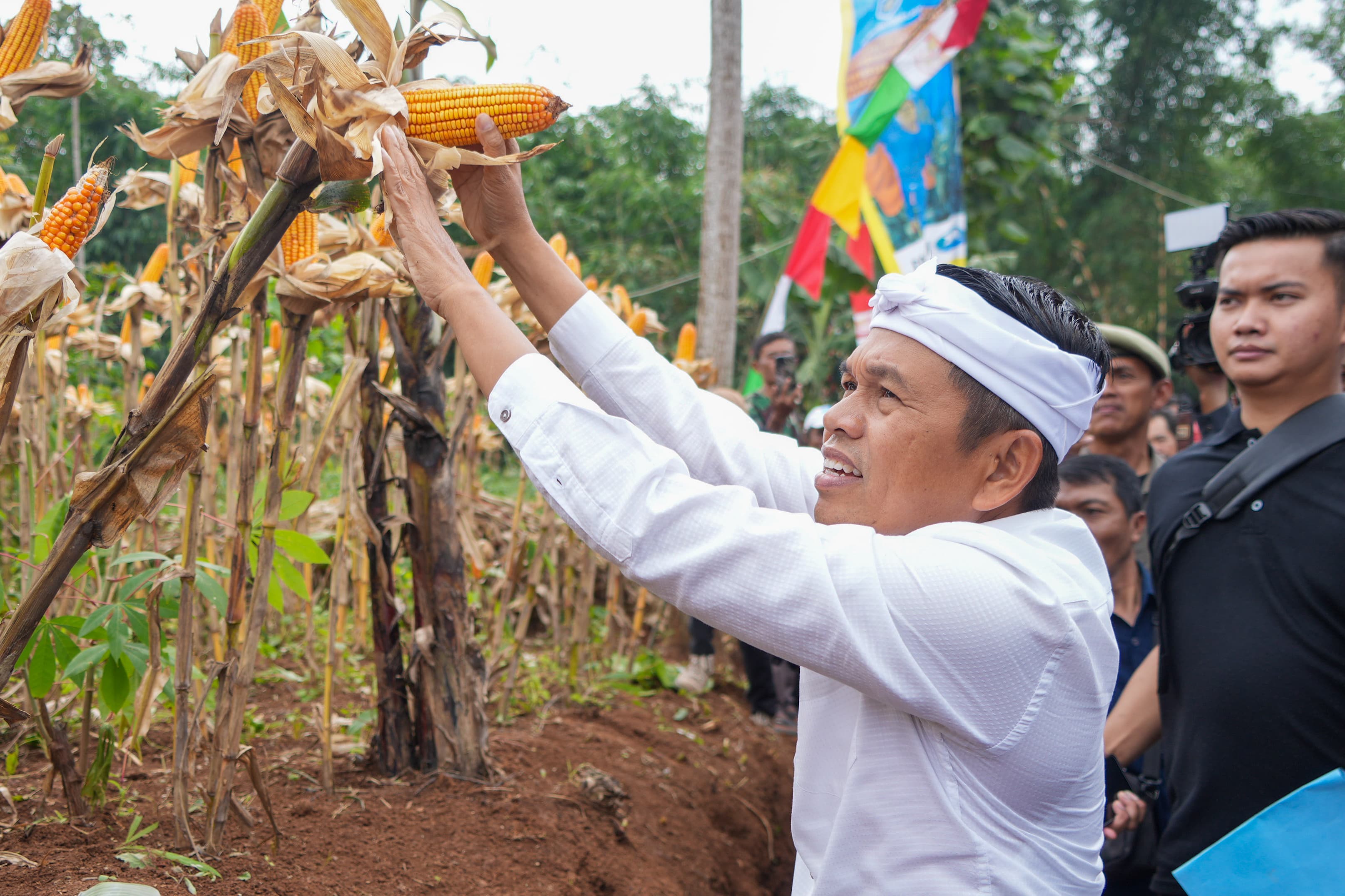 Gubernur Jawa Barat Dedi Mulyadi  menghadiri kegiatan Panen Jagung di Desa Pangeureunan, Kabupaten Garut, Kamis (17/4/2025). (Dok.Tim Media KDM)