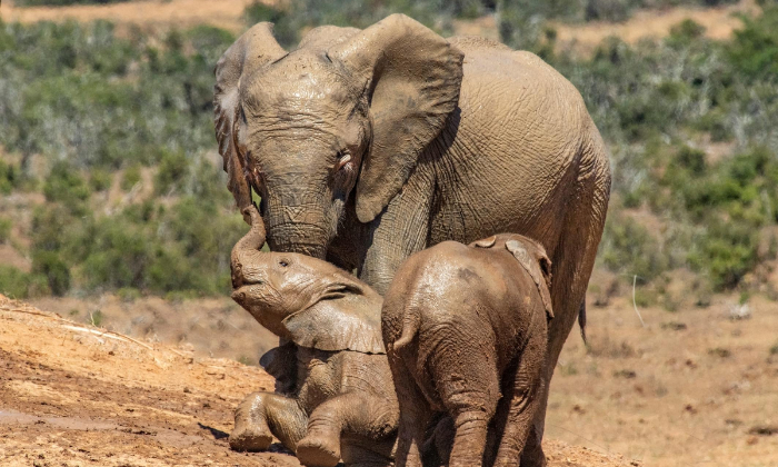 Fakta unik anak gajah. (Frans van Heerden/Pexels)