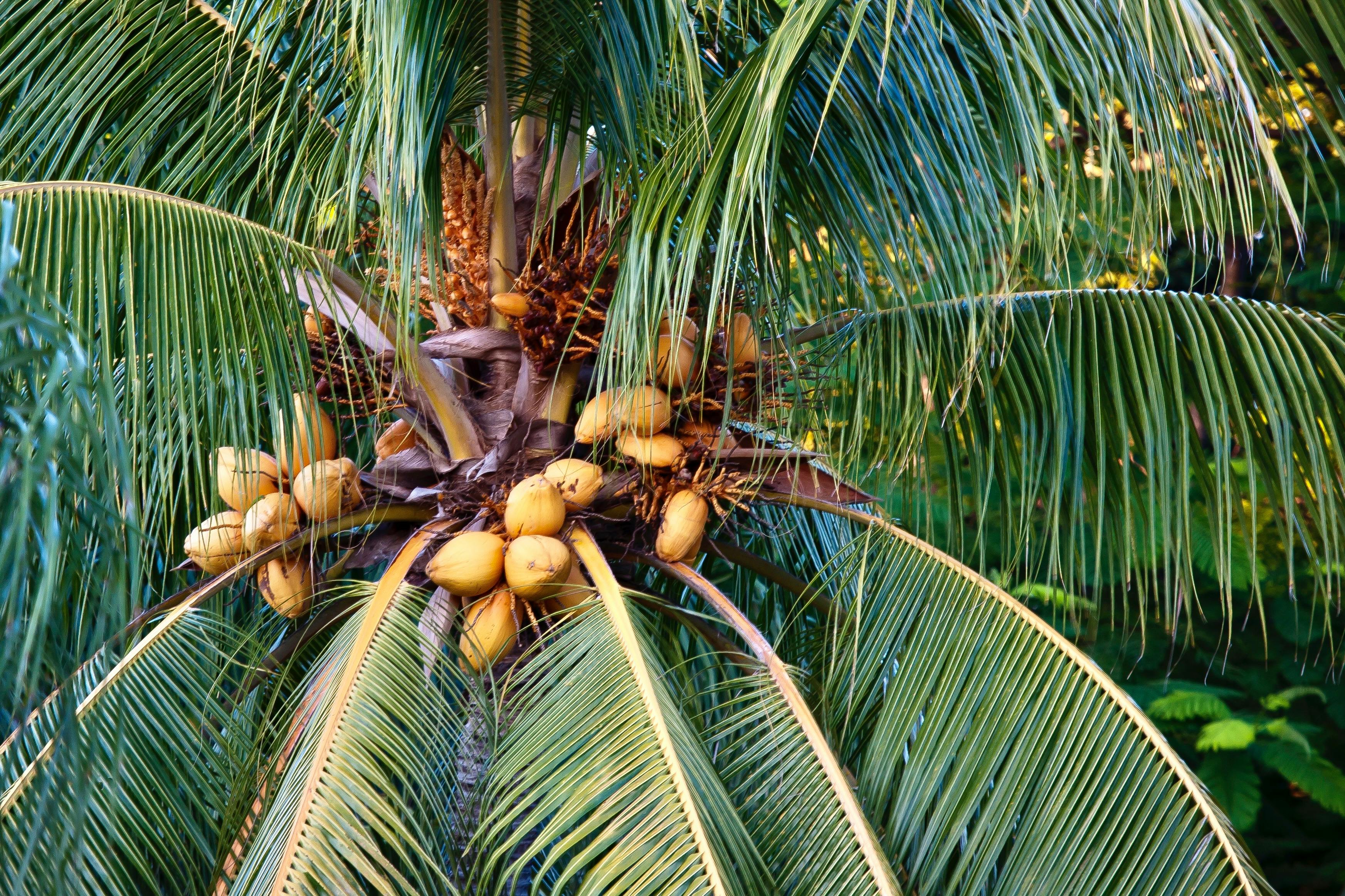 Ilustrasi pohon kelapa. (Pexels)