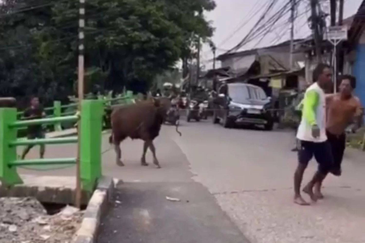 Proses evakuasi sapi yang berusaha kabur saat hendak disembelih warga Bogor, Jumat (6/6/2025). (dok. Radar Bogor)