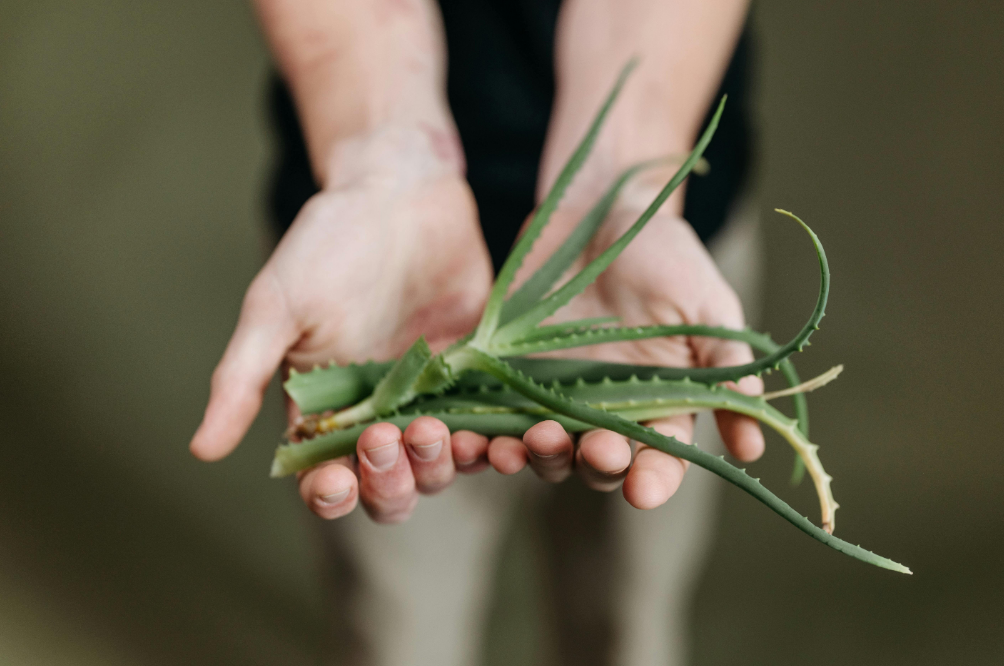 Ilustrasi aloe vera (Dok. Pexels)