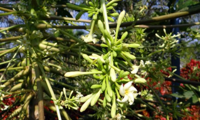 Bunga pepaya. (kisanvedika.bighaat.com)