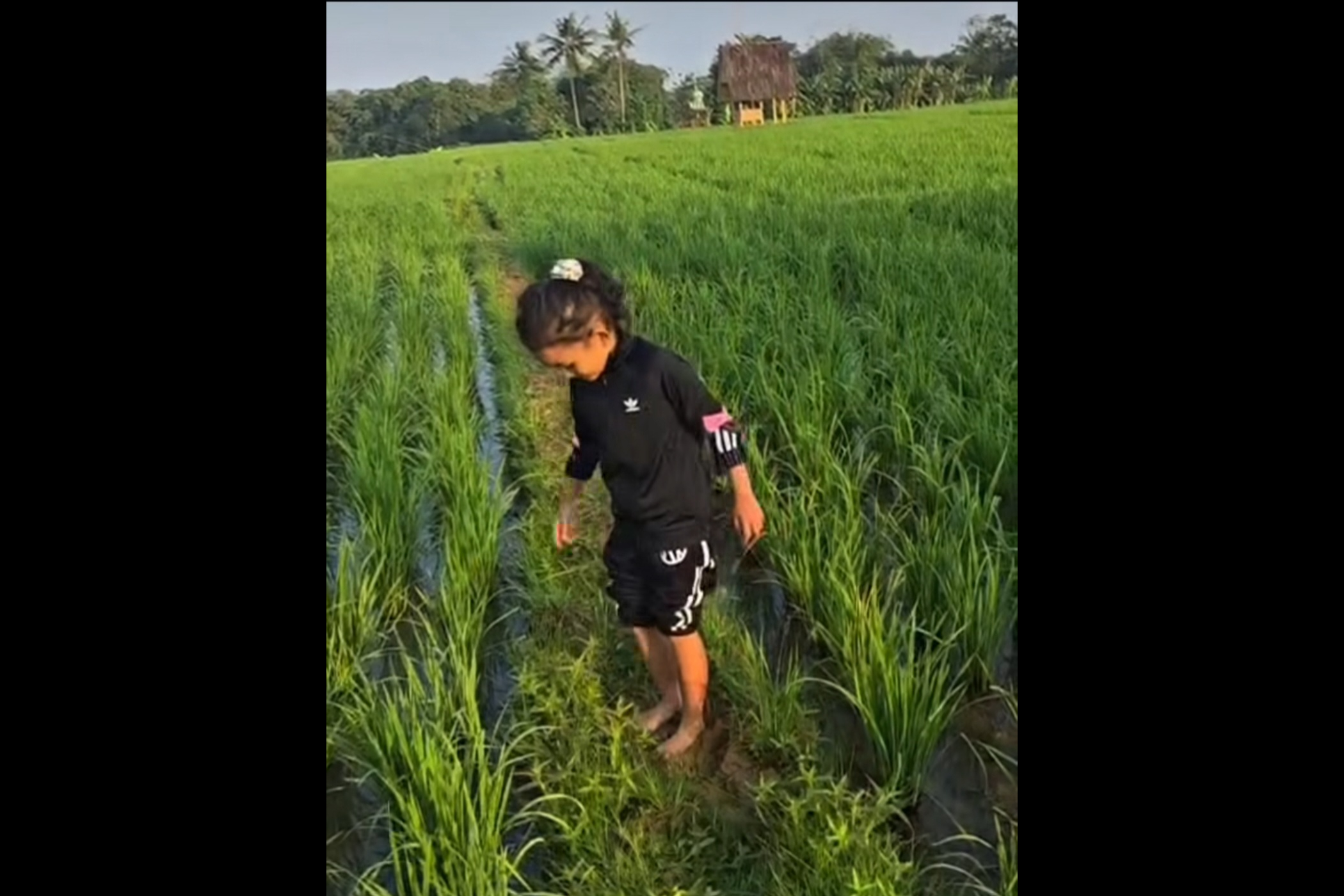 Hyang Sukma Ayu atau Ni Hyang, Putri Gubernur Jawa Barat Dedi Mulyadi bermain di pematang sawah. (Instagram @dedimulyadi71)