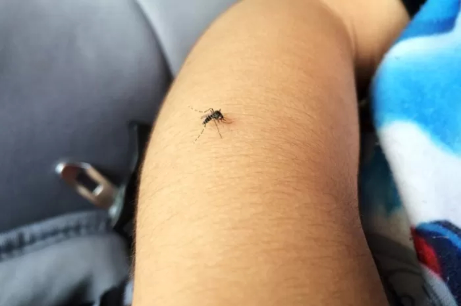Kota Bogor Waspada Virus Chikungunya! Sudah 56 Warga Terinfeksi, Bisa Bikin Nyeri Sendi Dan Otot