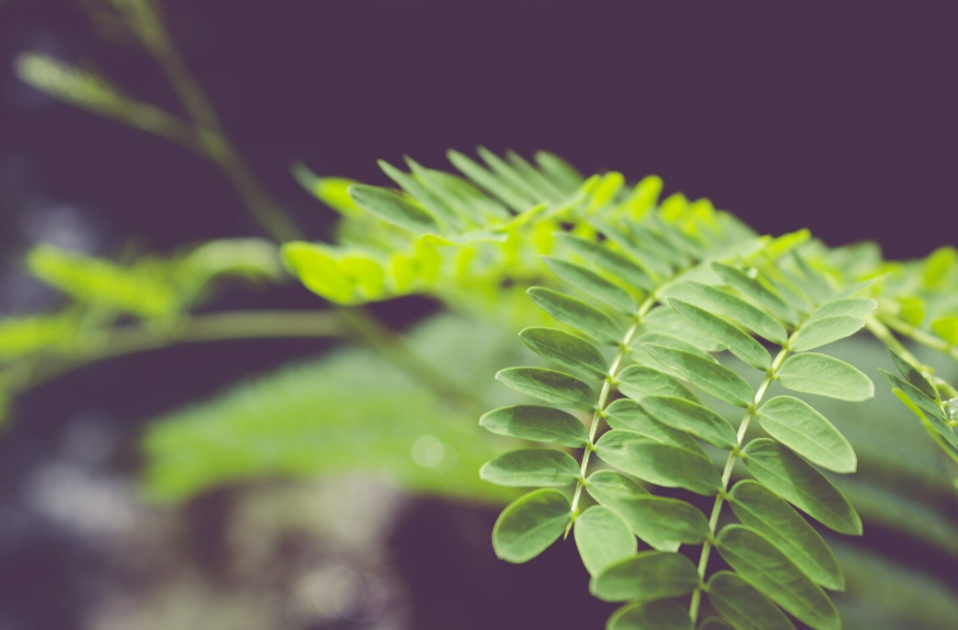 Ilustrasi daun kelor (Dok. Freepik)