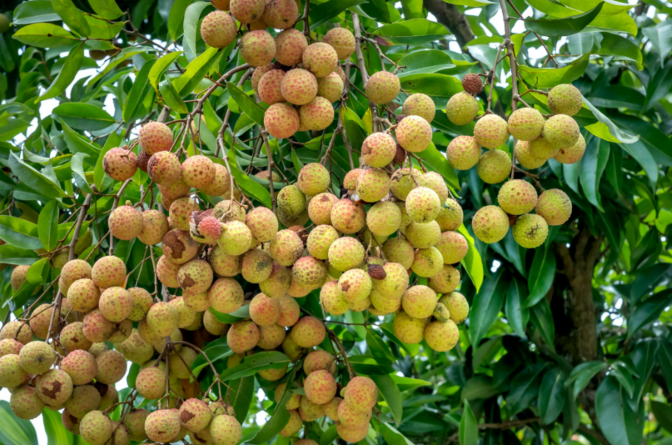 Buah kelengkeng (Pexels)
