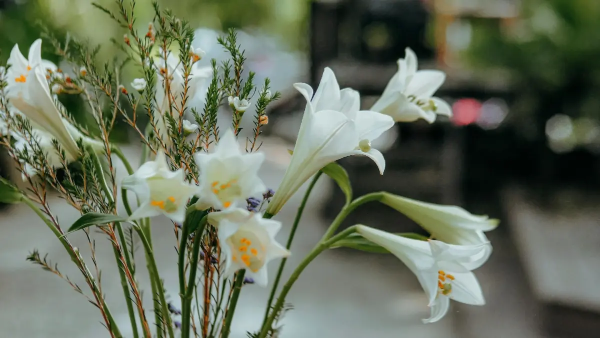 Peace lily (Paxels)