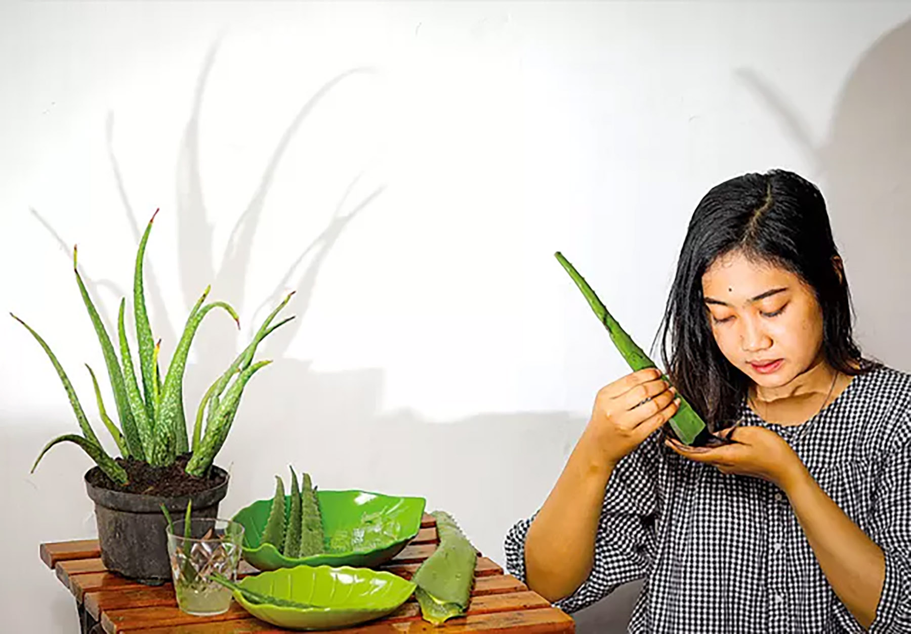 Rida, salah seorang warga Rungkut, Surabaya, mencoba mengolah lidah buaya dengan mengambilnya gelnya untuk perawatan rambut. Dia mengoleskan gel lidah buaya di bagian yang diinginkan.