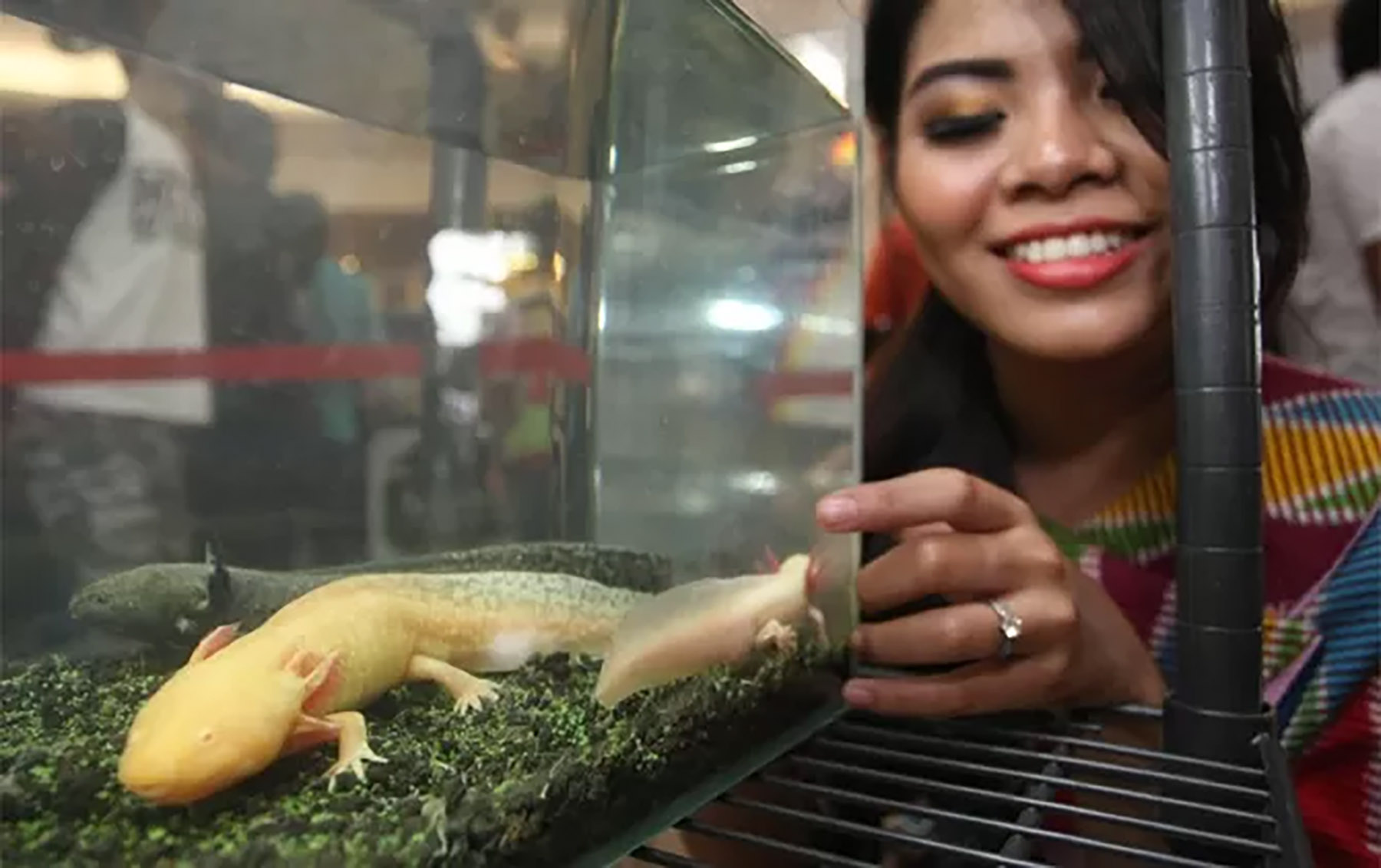 Anita Damayanti mengamati axolotl dari dekat.  (Dok. Jawa Pos)