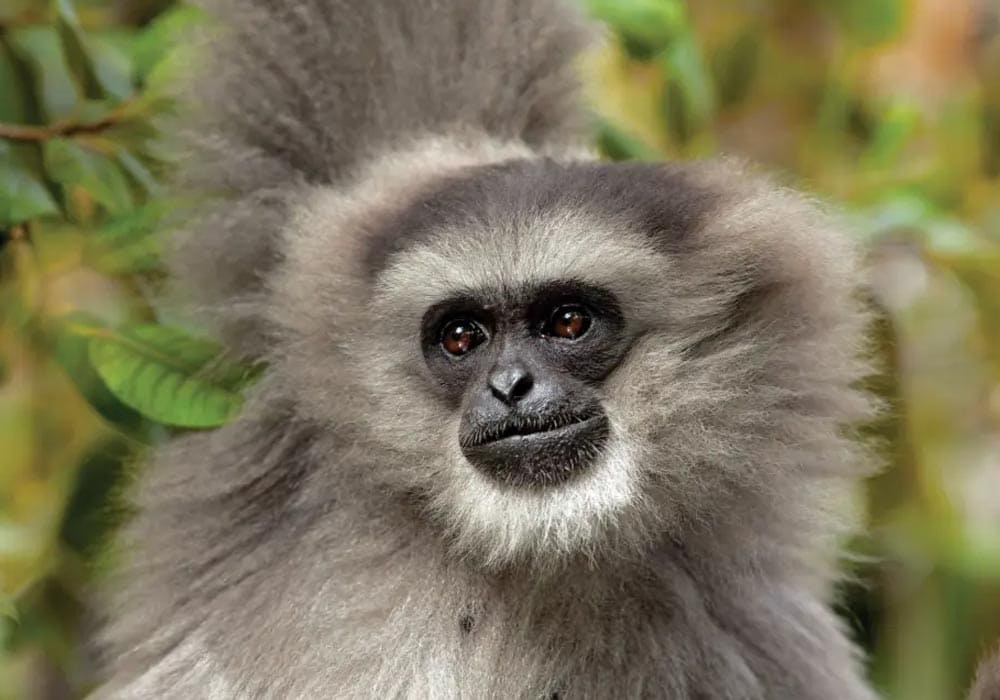 Owa Jawa. (Dok: Bali Safari and Marine Park)