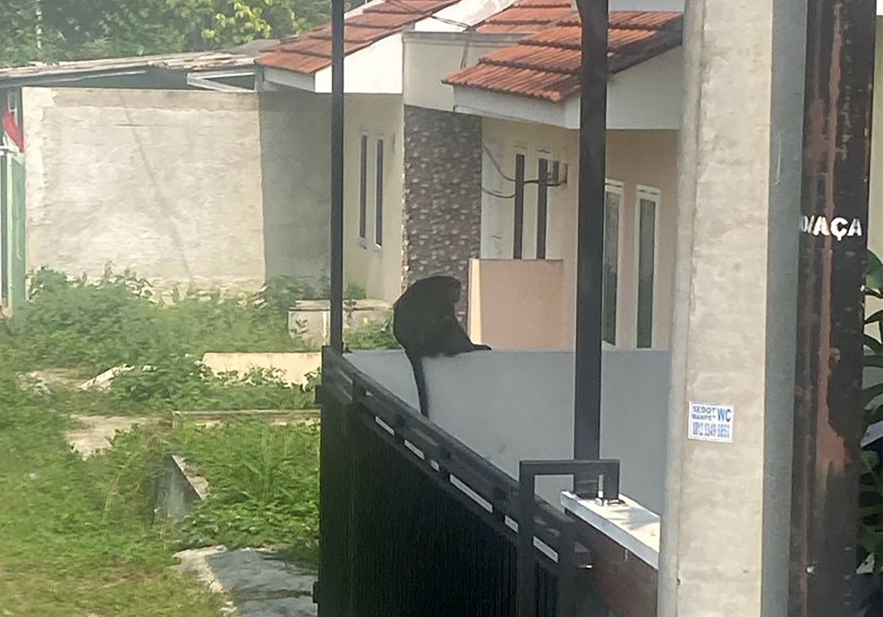 Monyet Berkeliaran di Permukiman Setu, Tangsel. (Muhtamimah/Jawa Pos)