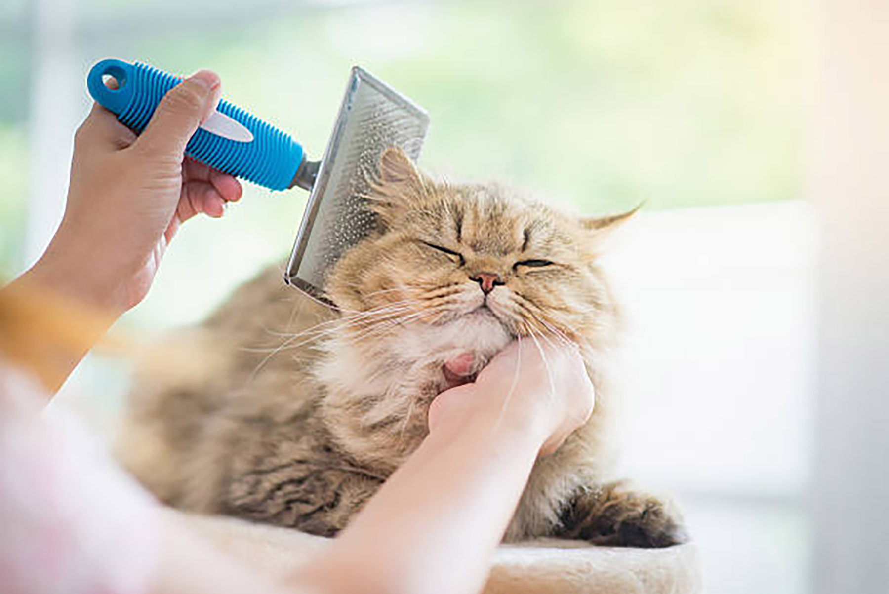 Ilustrasi seorang perempuan menyisir kucingnya di pet shop. (Dok. Anurakpong/Getty Images)