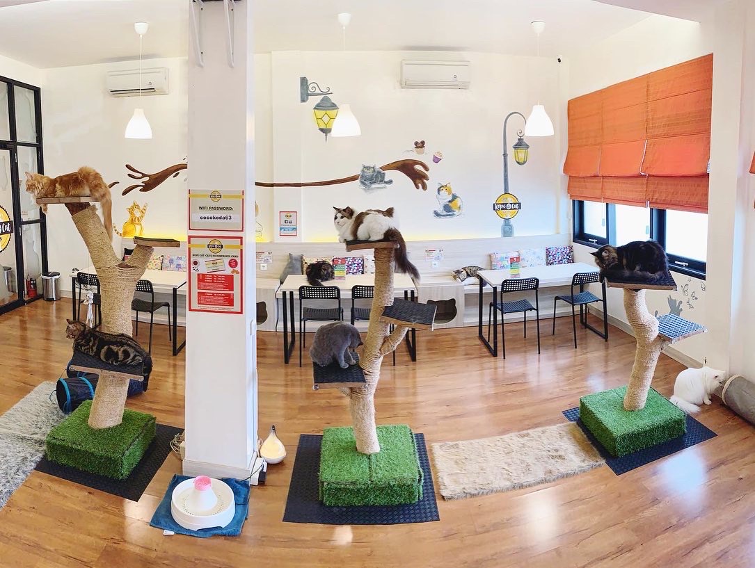 Kopi Cat Cafe by Groovy (Dok. Google Maps Kopicat Groovy)