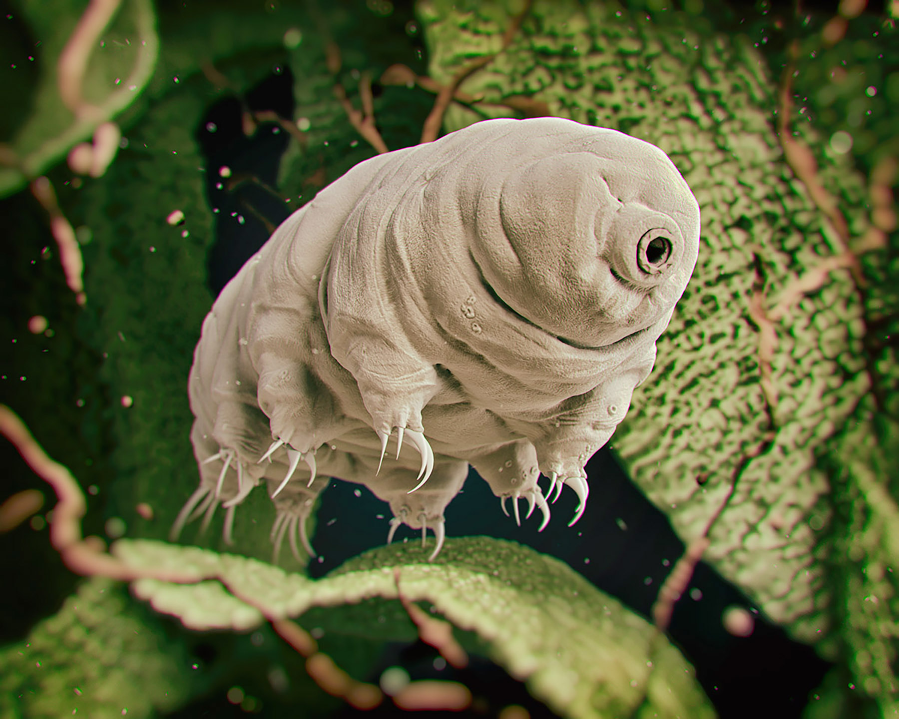 Hewan tahan banting, Tardigrade.