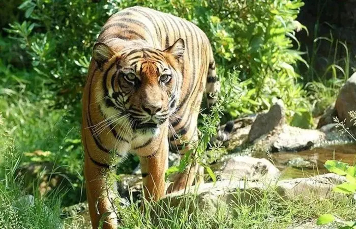 Harimau, salah satu hewan yang hidup di habitat darat. (Dok. Jawa Pos)