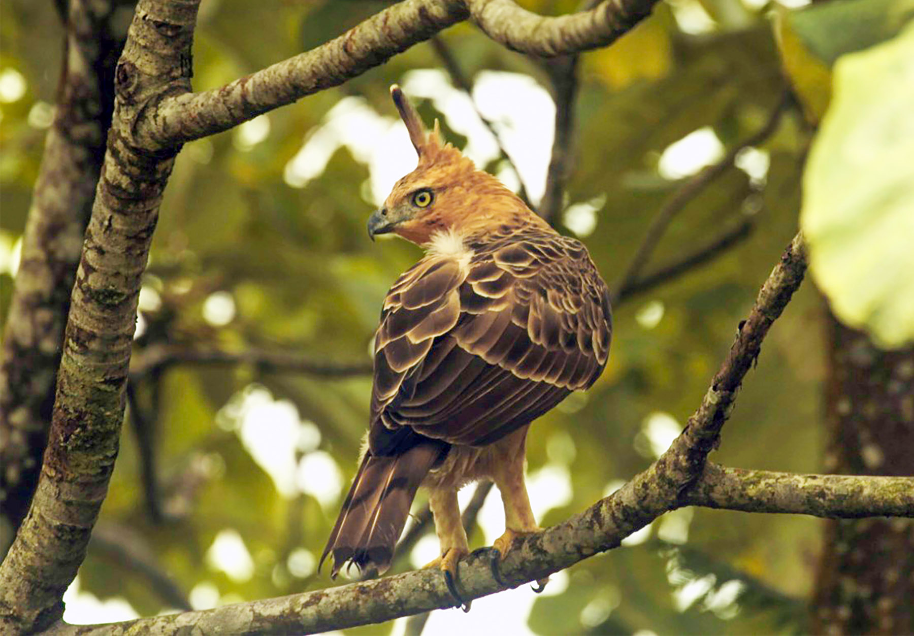 Hewan endemik Indonesia, Elang Jawa (Dok. Taman Safari)