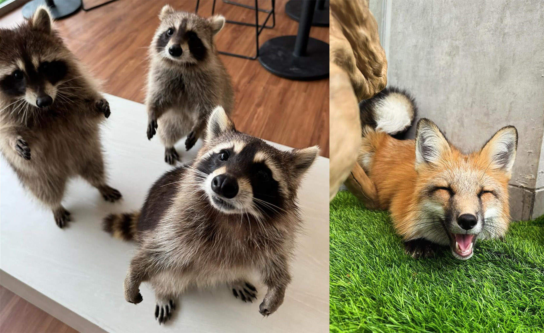 Rakun dan rubah di Fox Cafe BSD. (Dok. FoxCafe)