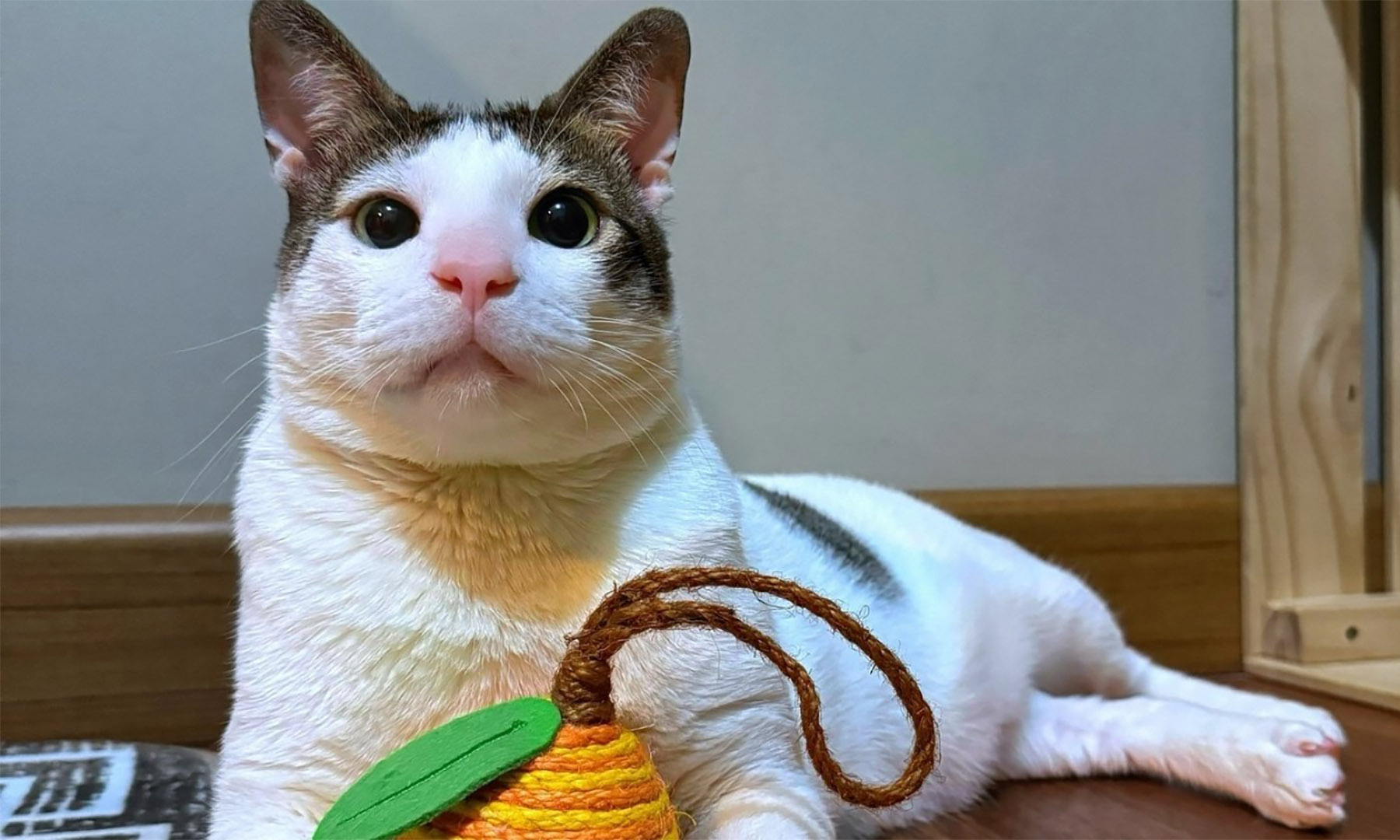 Potret kucing Prabowo, Bobby Kartanegara. (Dok. IG Bobby)