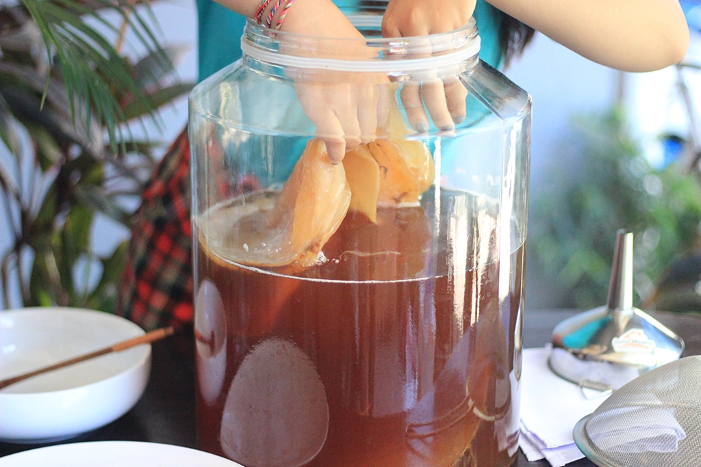 Scoby dalam proses fermentasi untuk menghasilkan teh kombucha. (Dok. Wiki Kombucha)
