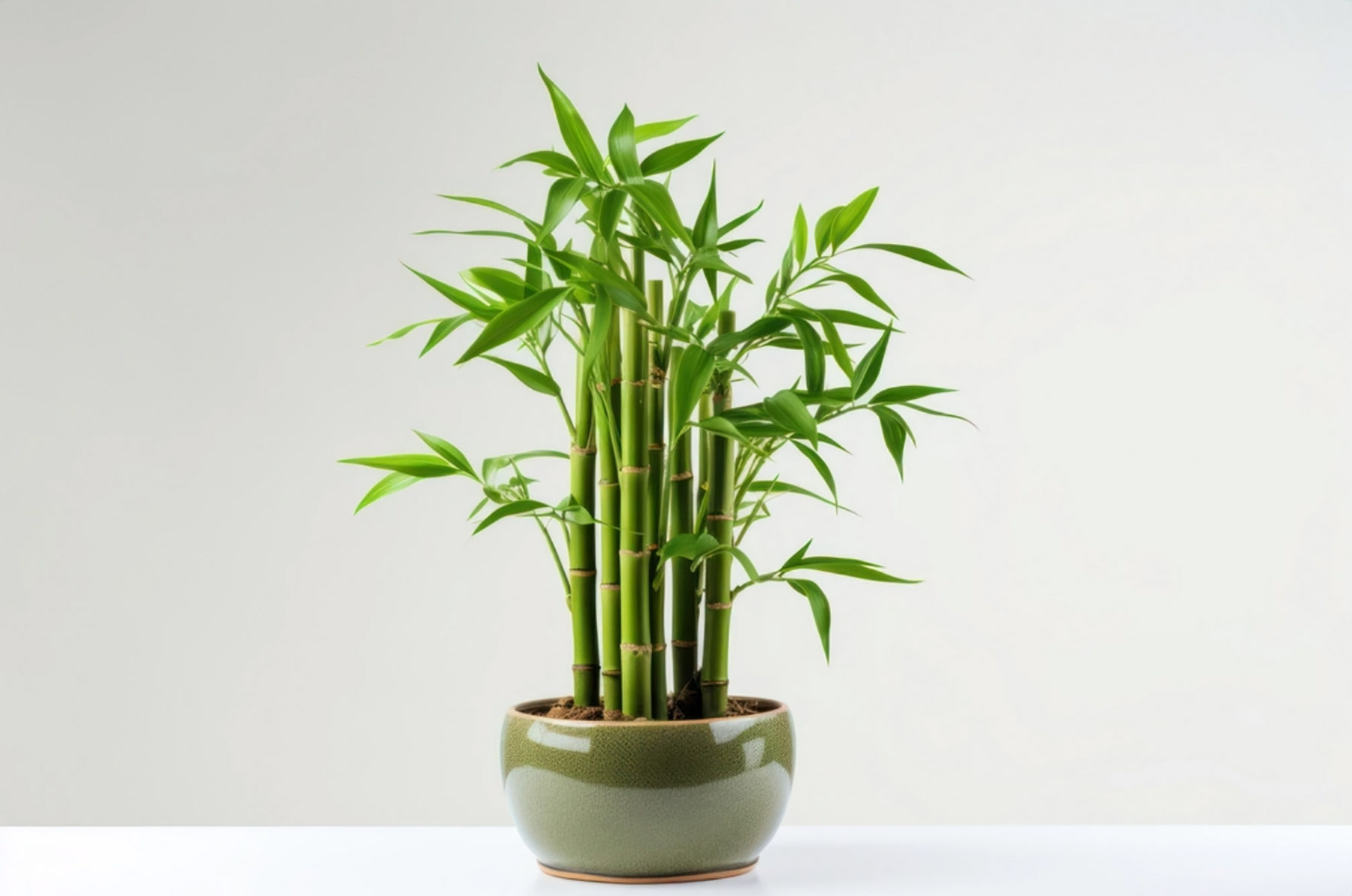 Pohon bambu kecil ini (Lucky Bamboo) kerap dinilai sebagai tanaman yang membawa keberuntungan. (Dok. Deep Green Permaculture)
