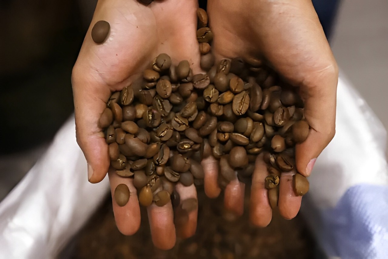 Ilustrasi biji kopi