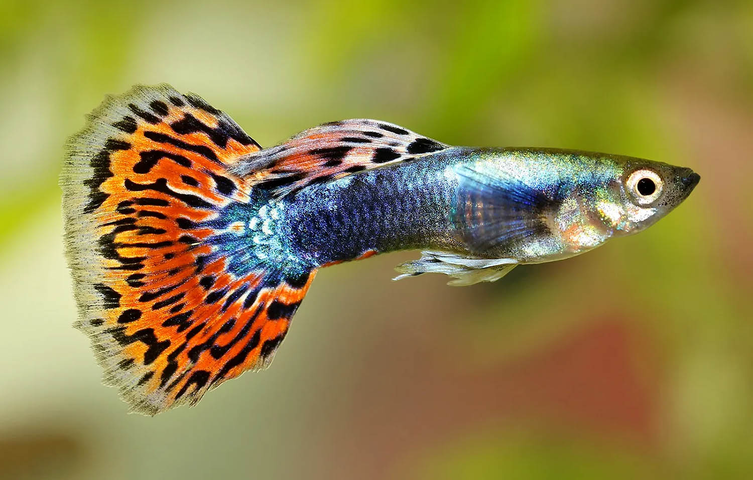 Ilustrasi ikan guppy. (Dok. Britannica)