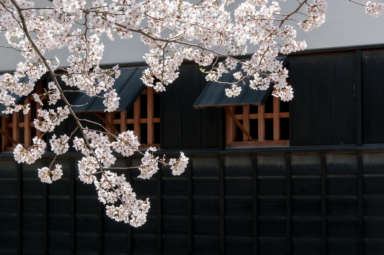 Bunga Sakura atau Cherry Blossom yang menyimbolkan siklus kehidupan. (Dok. Pixabay/Kohji Asakawa)