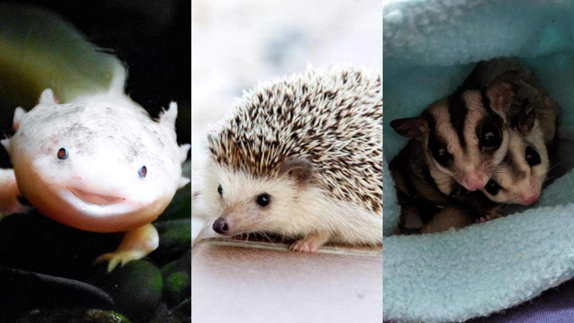 Hewan axolotl, landak mini, dan sugar glider yang bisa dijadikan peliharaan. (Dok. Pexels/Artem Lysenko, Tabitha Favor)