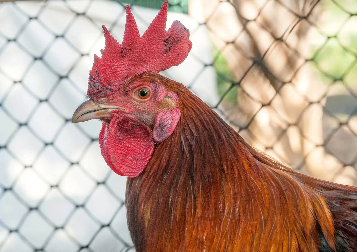 Ilustrasi ayam. (Dok. Britannica)