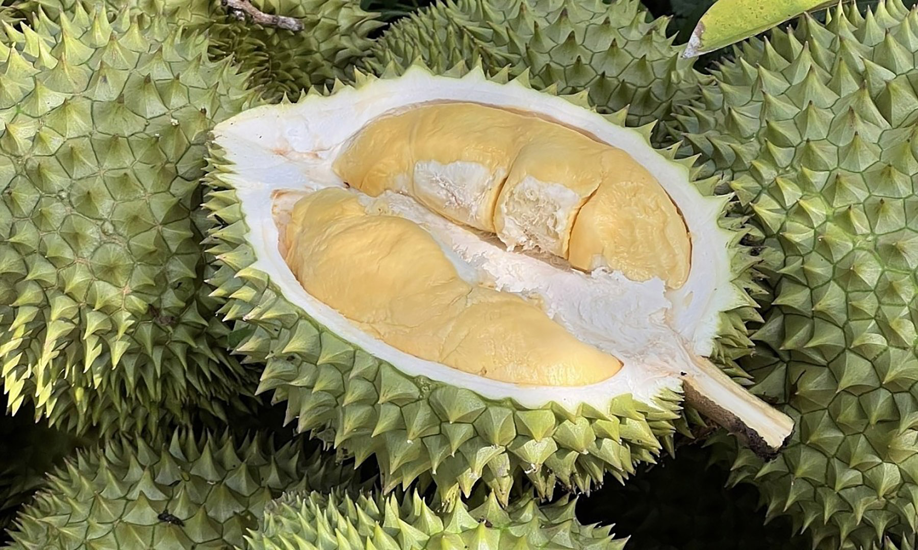 Durian.