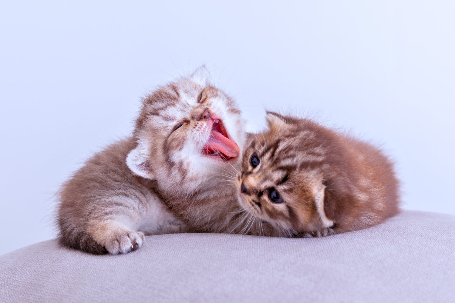 Ilustrasi anak kucing