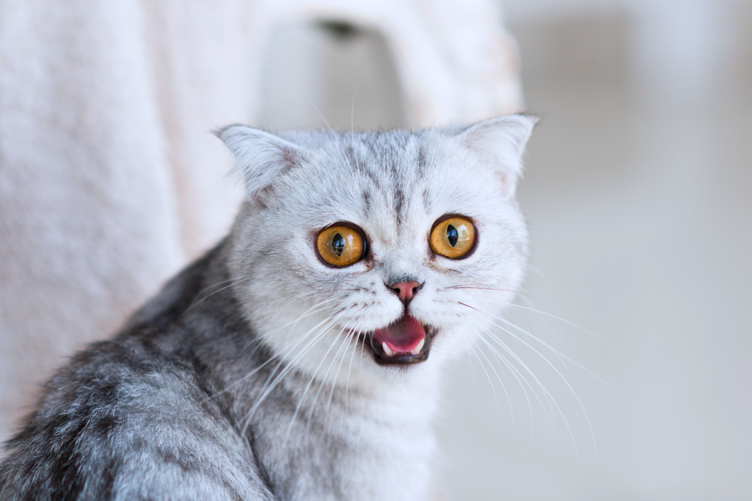 Ilustrasi kucing mengeong