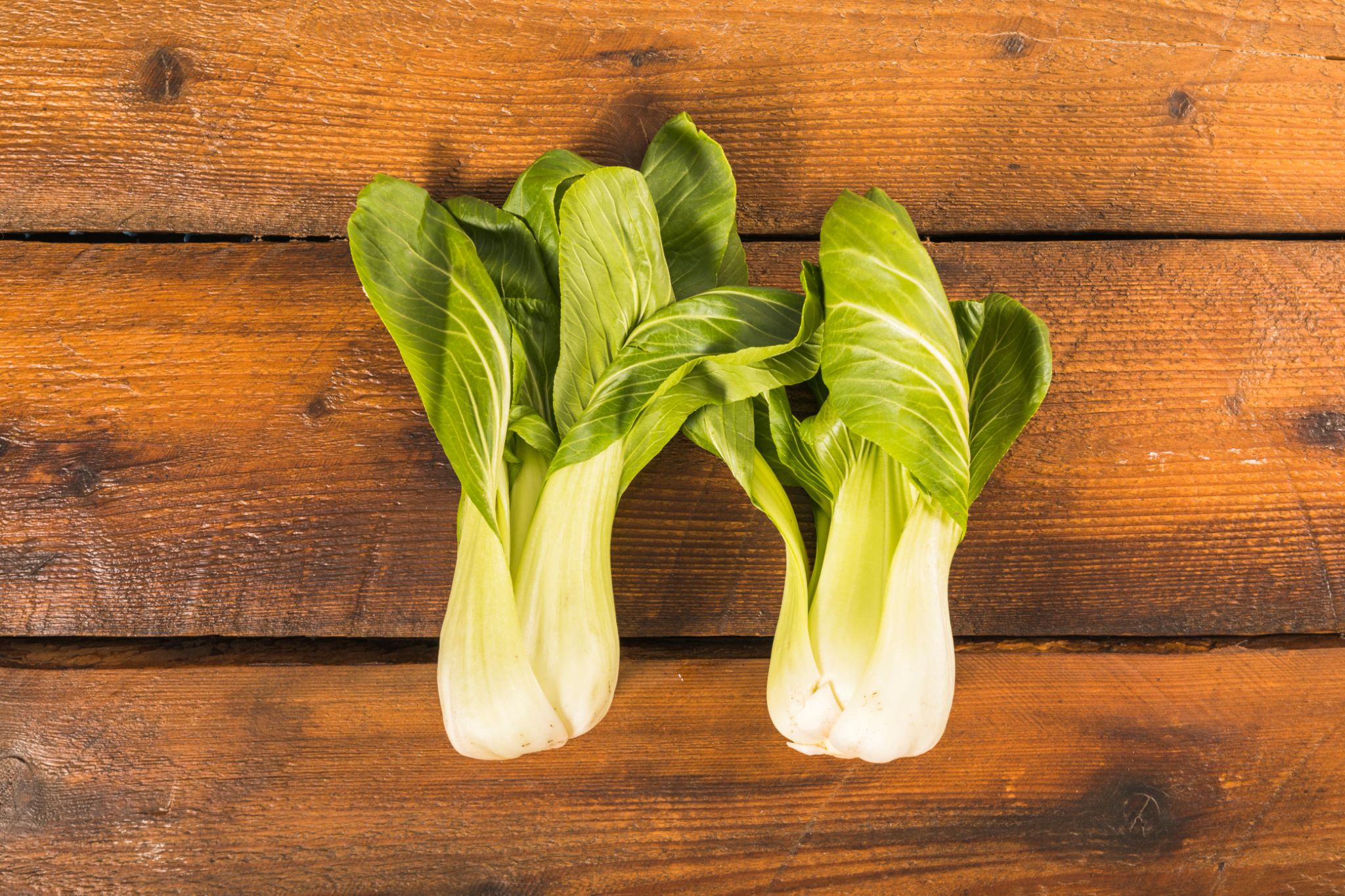 Pakcoy atau bok choi