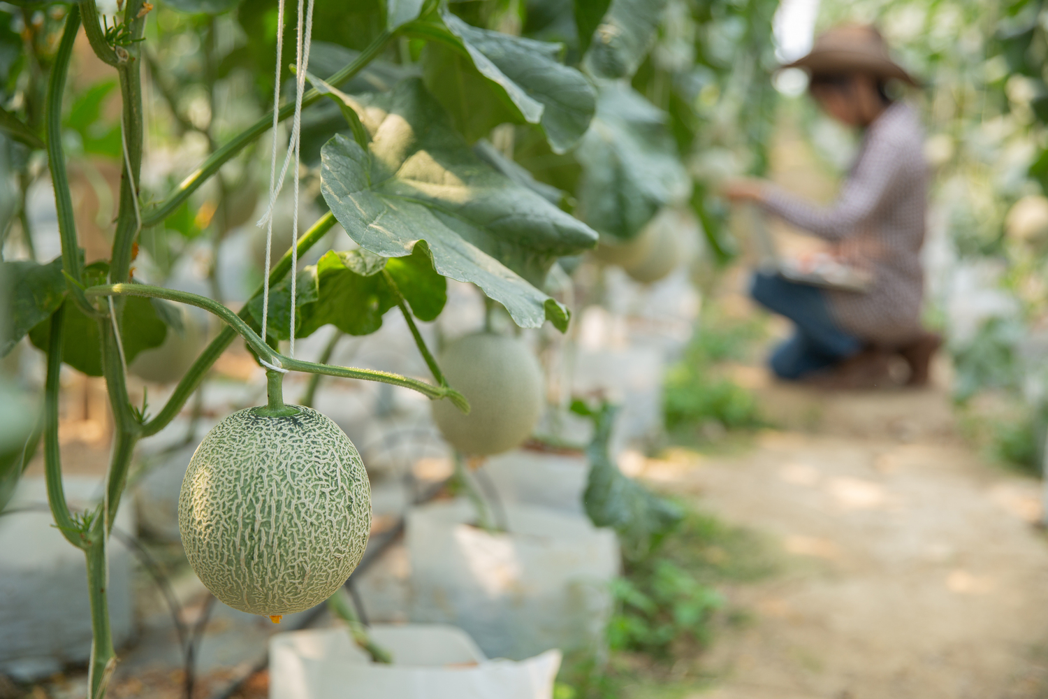 Ilustrasi perkebunan buah melon