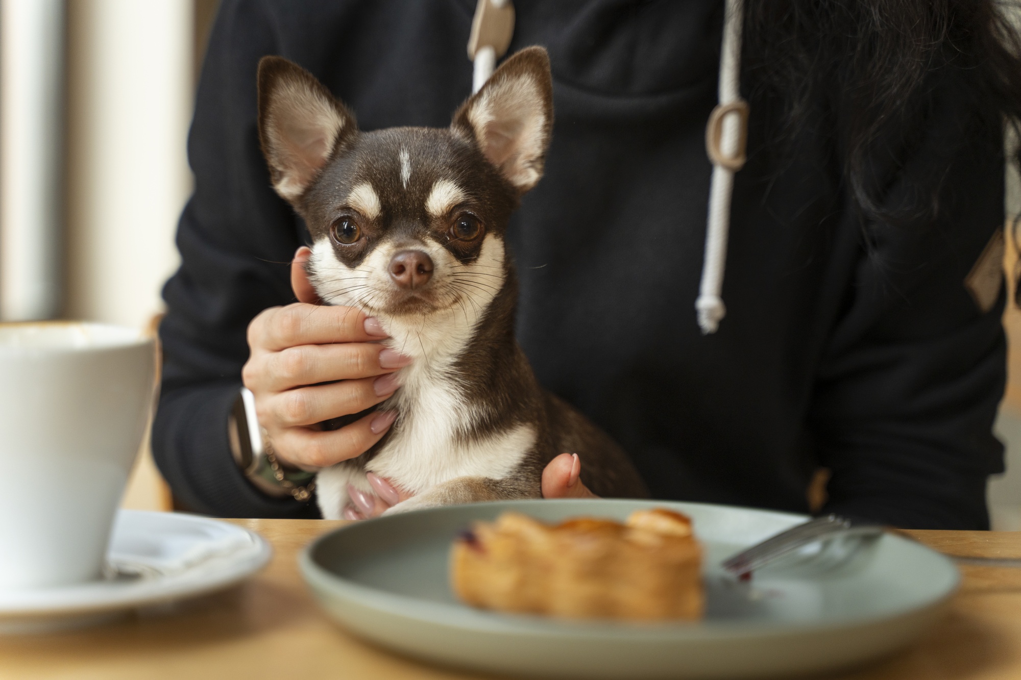 Ilustrasi anjing peliharaan sedang duduk di hadapan sepiring makanan.