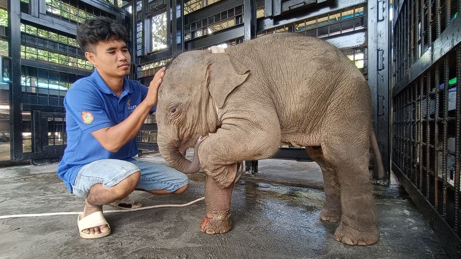 Lomphat, bayi gajah yang terjerat tali di Kamboja. (Dok. Wildlife Alliance)