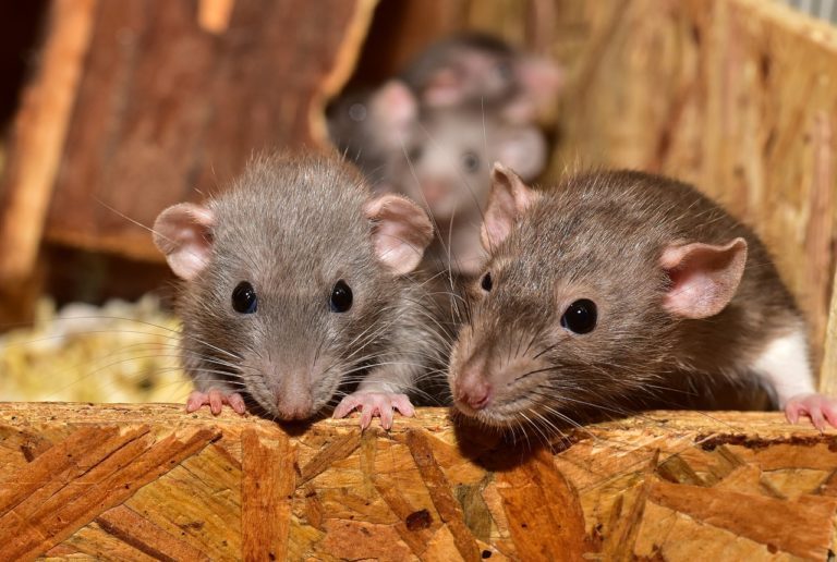 Ilustrasi sarang tikus. (Dok. Pixabay/image libary)