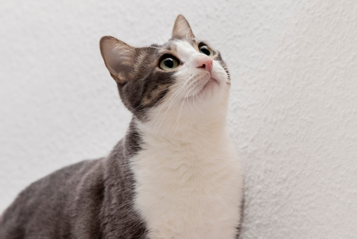 Kucing (Dok. Freepik)